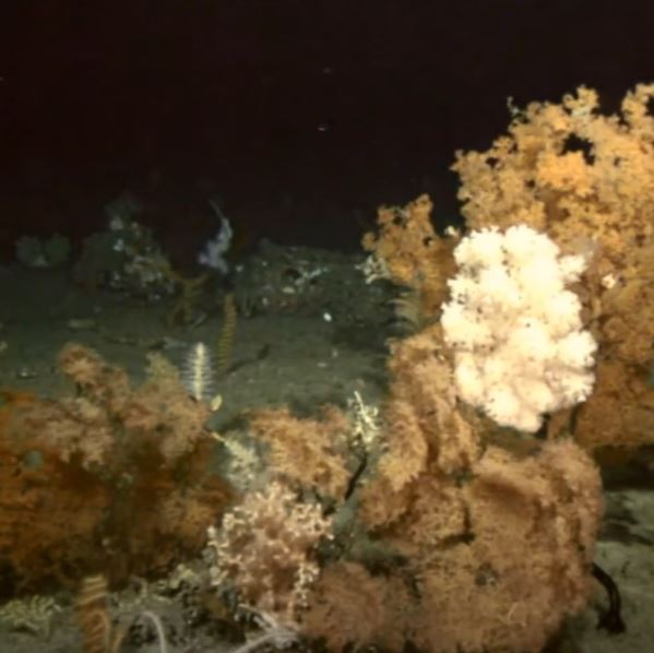 Imagen de un cañon submarino en las profundidas del mar