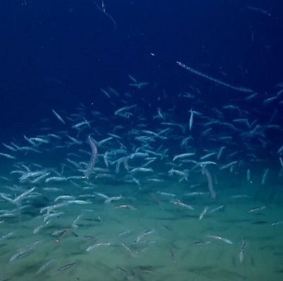 Imagen del Cañón de Nazaré en el fondo del mar